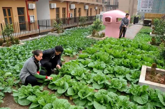 外国人屋顶铺石子，建凉亭摆桌椅做休闲区，国内大妈：还不如种菜