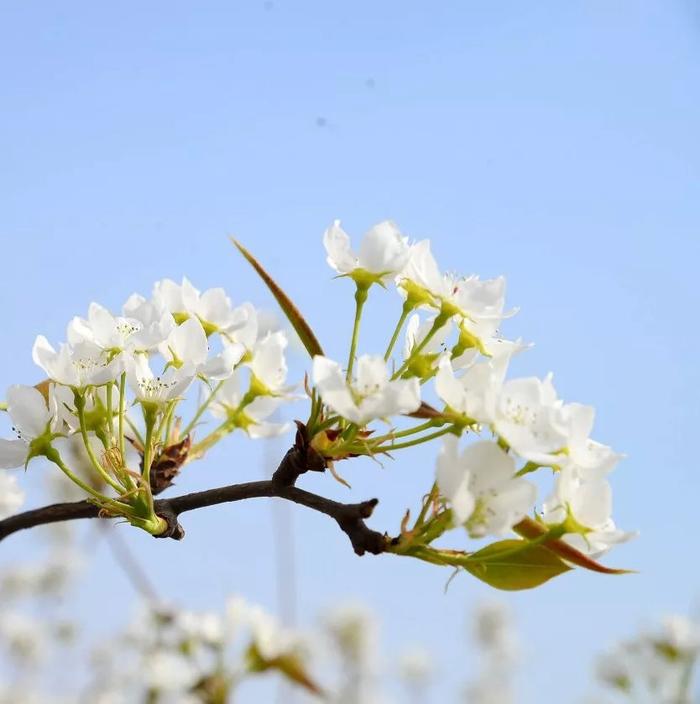 十万亩梨花海等你尽情奔跑，相约邢台威县，寻找最美的春天打开方式！