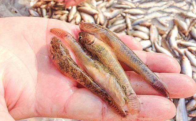 农村一种很懒的鱼，俗称“趴地虎”，曾是儿时美味，现在一斤20元