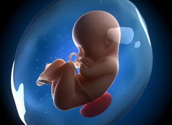 胎动时，为什么爸爸一摸，胎宝宝就不动了，胎儿已经认人了吗？
