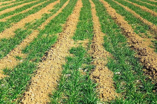 种植冬小麦采用深耕犁后，造成了冬小麦减产3成多，咋回事？