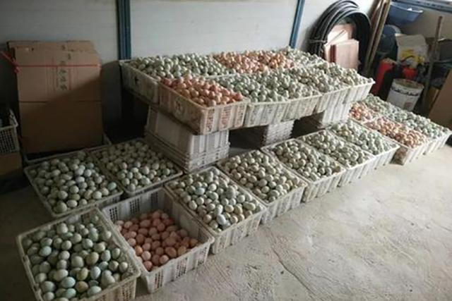 运不出去，卖不上价，降价都不收，370万箱鸡蛋被囤积，农民无奈