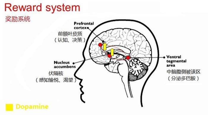 玩手机如何影响你体内的多巴胺和皮质醇