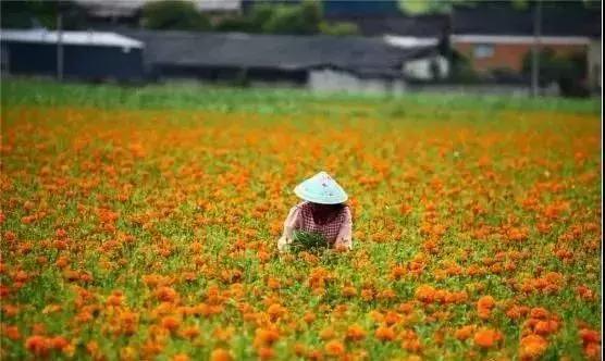 7月28日，腾冲最美花海赛道等您来战！