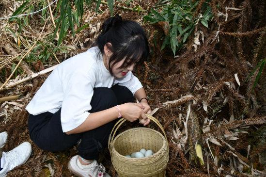 探访贵州黔西南五彩稻米之乡，五彩稻田美如画，村民喜迎大丰收