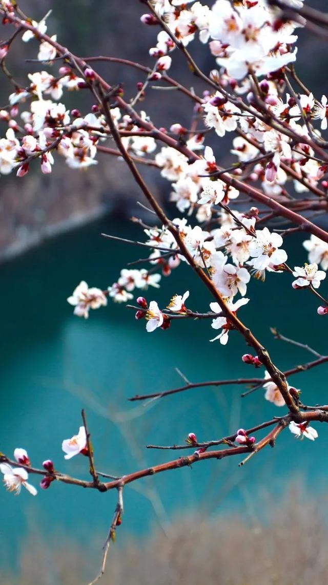 最是一年春好处，绝胜烟柳满皇都，50张照片告诉你中国春天的美