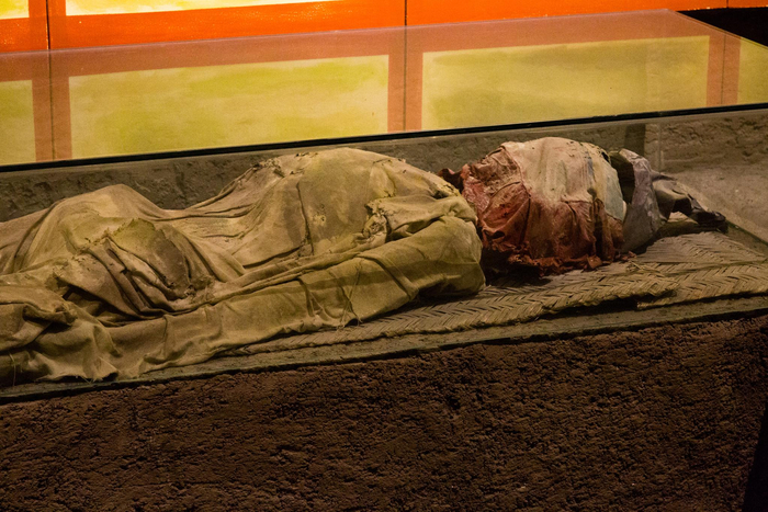 为何野生动物无从躲藏?...