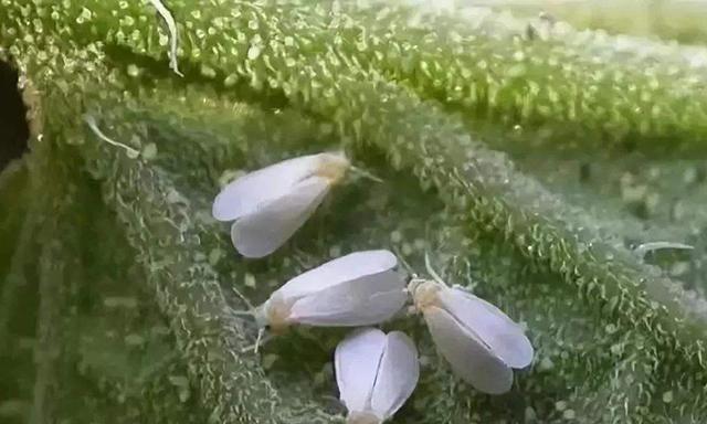 对白粉虱束手无策？这药虫卵都杀，自己就能配，一次管用30天