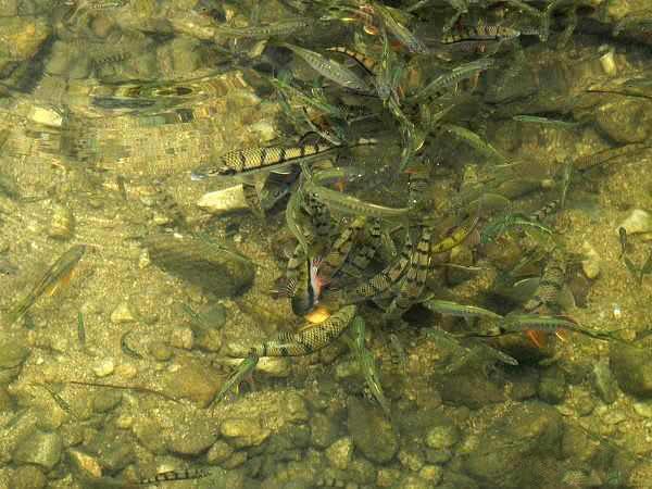 溪石斑，一种只属于小河小溪的特殊鱼种，对水质要求极高