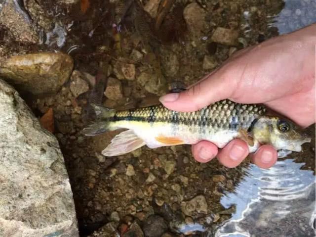 溪石斑，一种只属于小河小溪的特殊鱼种，对水质要求极高