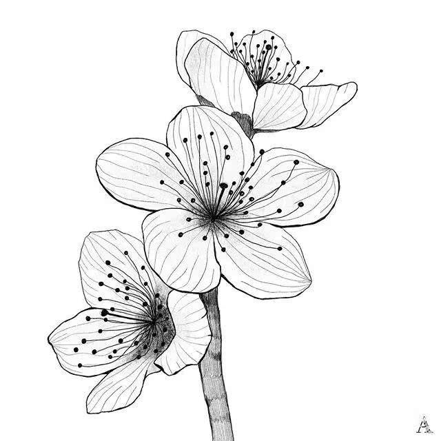 手绘-一组针管笔手绘花卉插画