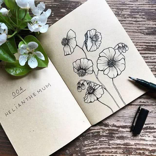 手绘-一组针管笔手绘花卉插画