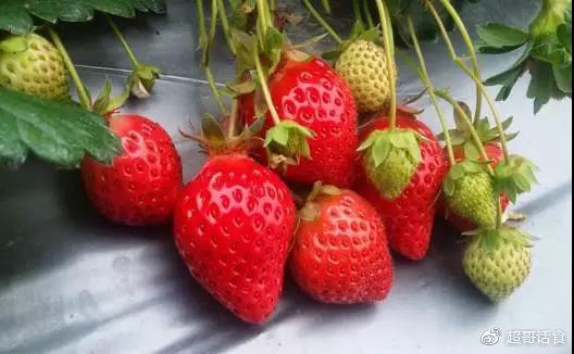 草莓上的小点点是什么？吃多了会中毒么？要不要扣掉呢？