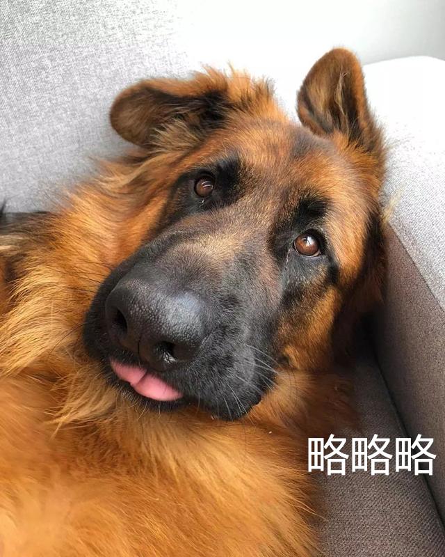 警犬专业户德牧竟成了撒娇精，主人直呼图片与实物严重不符