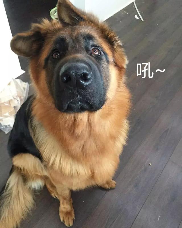 警犬专业户德牧竟成了撒娇精，主人直呼图片与实物严重不符