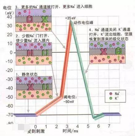 为什么结构简单的病毒，却具有意识及强大的杀伤力？