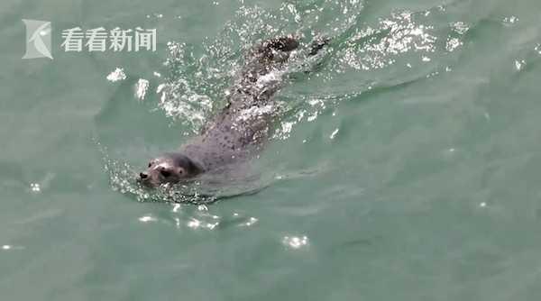 最后一批37只被放生！大连遭盗猎幸存斑海豹已全部放归大海