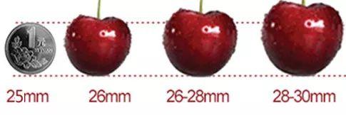 【全国十佳】果径28mm的烟台美早大樱桃,吃过一次就忘不了!