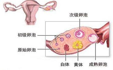 排卵后要不要吃黄体酮？