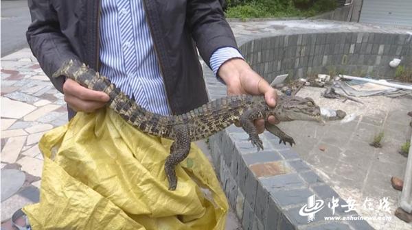 当涂县城区河内惊现鳄鱼 已被林业部门成功捕获