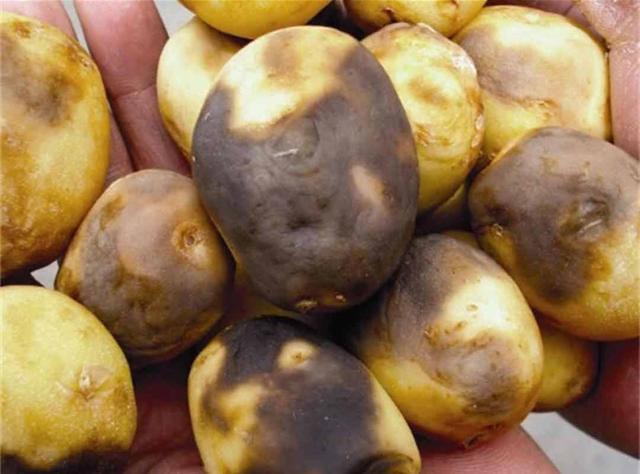 烂土豆不要扔，捣烂泡一泡水，是养花的好肥料，废物回收