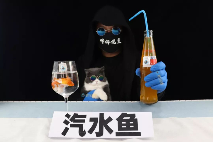 汽水鱼，一种开了挂的观赏鱼