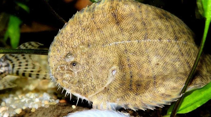 汽水鱼，一种开了挂的观赏鱼