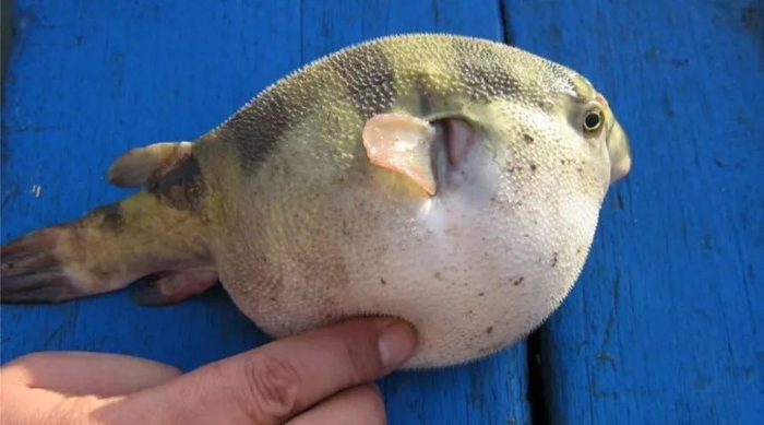 汽水鱼，一种开了挂的观赏鱼