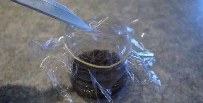 用苹果醋制作简单实用的果蝇陷阱，不用害怕它们祸害厨房