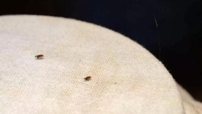 用苹果醋制作简单实用的果蝇陷阱，不用害怕它们祸害厨房