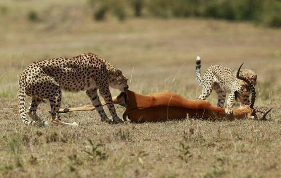 猎豹妈妈捕获一只羚羊，自己不吃，先让孩子吃，当妈真辛苦