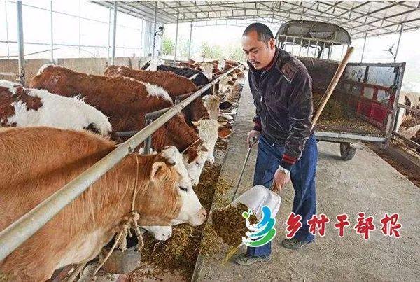 播报 |“造血”扶贫，广西上林“入股分红”变“入股分牛”