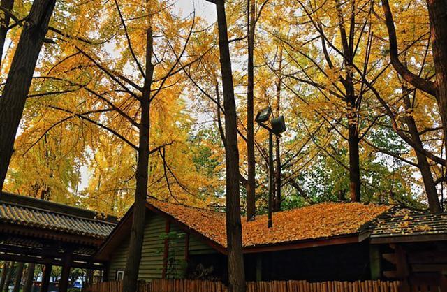 在西安不去大慈恩寺，更值得来大慈恩寺遗址公园，免费还有大佛像