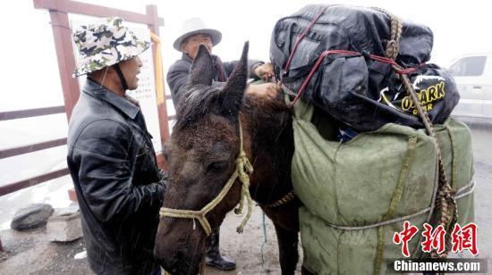 青海·岗什卡高海拔世界滑雪登山大师赛开幕 驮队冒雪运物资