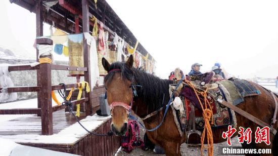 青海·岗什卡高海拔世界滑雪登山大师赛开幕 驮队冒雪运物资