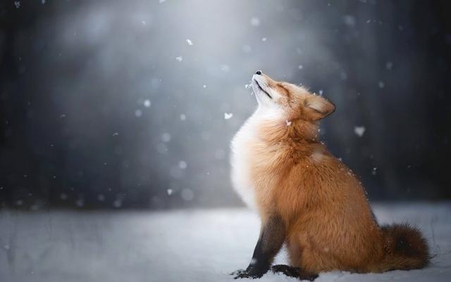狐狸总是被人冠以神秘的色彩，那么狐狸到底有什么神奇的故事呢？
