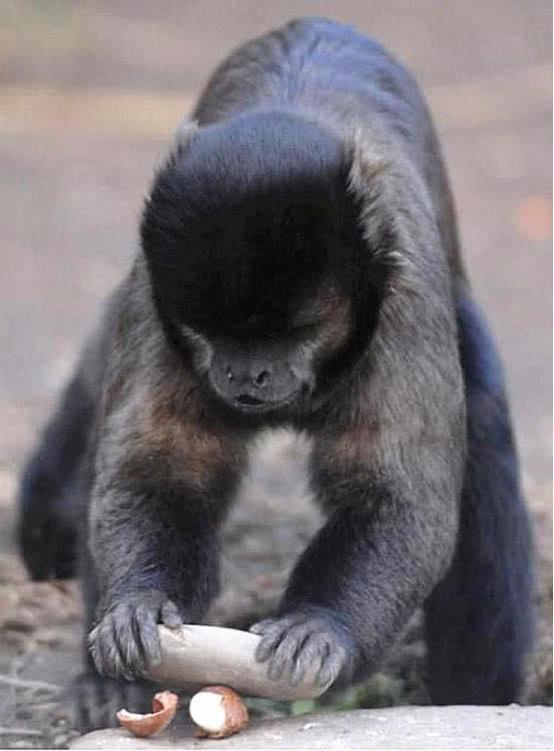 巴拿马的猴类进入石器时代，科学家感到担忧，它们会变新型人类吗