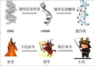 为什么睡眠不足伤害血管？最新研究发现可能与动脉粥样硬化有关