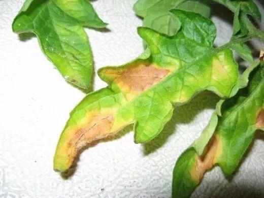 造成番茄黄叶的5种情况，手把手教你解决植物叶黄的问题