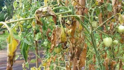 造成番茄黄叶的5种情况，手把手教你解决植物叶黄的问题