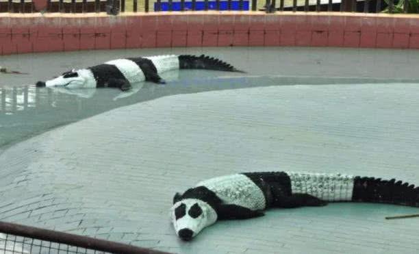 中国熊猫“出国”后，身材都变苗条了，游客：这技术真“厉害”