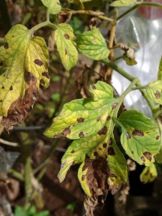 造成番茄黄叶的5种情况，手把手教你解决植物叶黄的问题