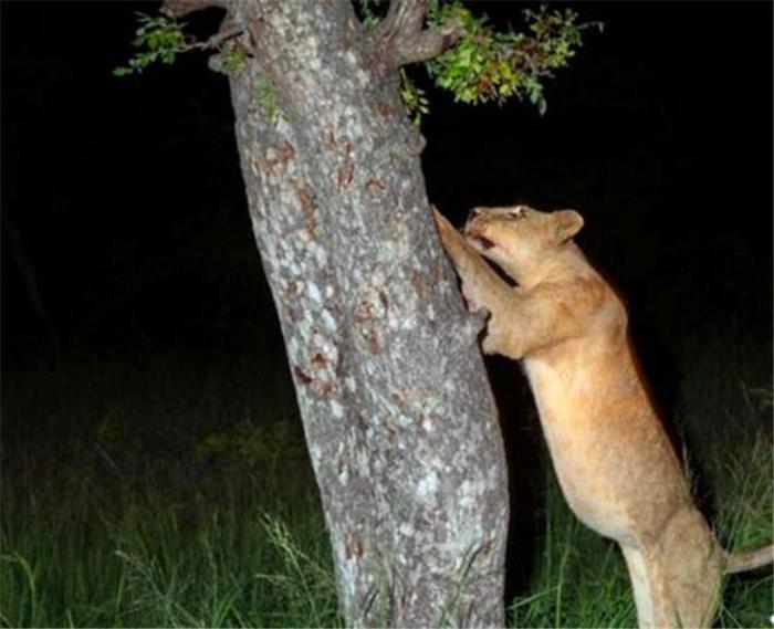 花豹将猎食到的食物挂在树上，谁知道一转眼功夫，被狮子偷了