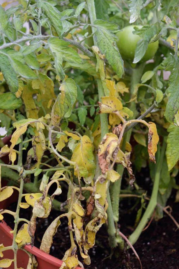 造成番茄黄叶的5种情况，手把手教你解决植物叶黄的问题