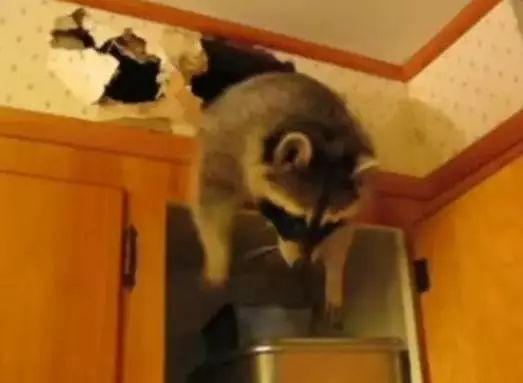 干脆面究竟是小浣熊还是小熊猫？傻傻分不清