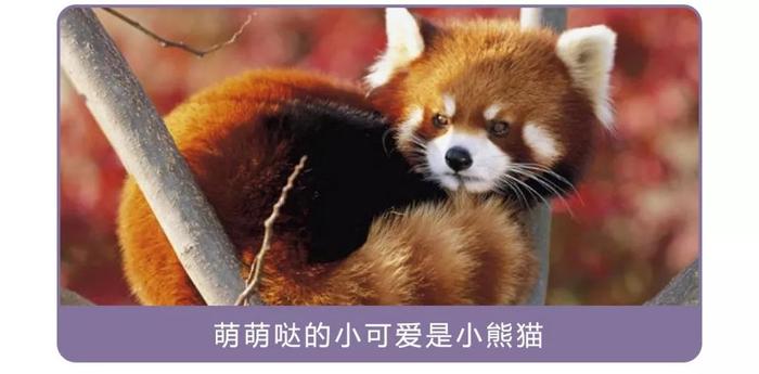 干脆面究竟是小浣熊还是小熊猫？傻傻分不清