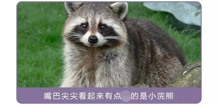 干脆面究竟是小浣熊还是小熊猫？傻傻分不清