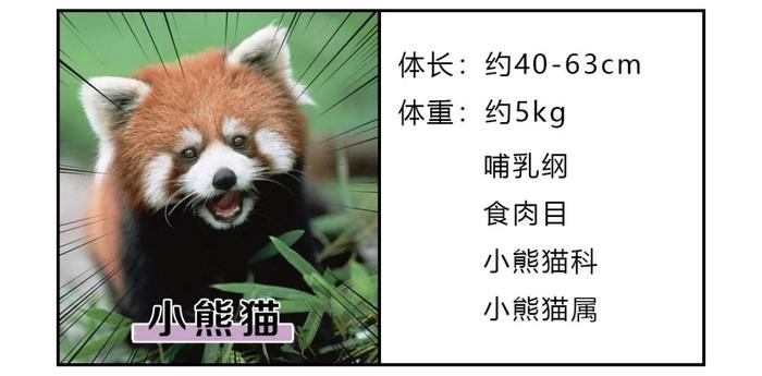 干脆面究竟是小浣熊还是小熊猫？傻傻分不清