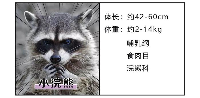 干脆面究竟是小浣熊还是小熊猫？傻傻分不清