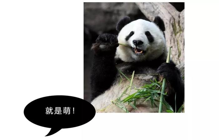 干脆面究竟是小浣熊还是小熊猫？傻傻分不清